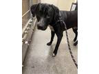 Adopt Kilo a Black Labrador Retriever / Mixed dog in Hamilton, OH (41372518)