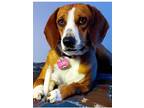 Adopt Cookie (Courtesy Post) a Red/Golden/Orange/Chestnut - with White Beagle /