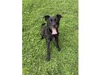 Adopt Paris(Piper) a Black Terrier (Unknown Type, Small) / Mixed dog in