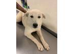 Adopt 55849537 a White Shepherd (Unknown Type) / Mixed dog in Los Lunas