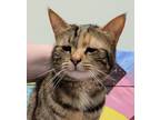 Adopt Lavender a Tiger Striped Domestic Shorthair (short coat) cat in Tioga