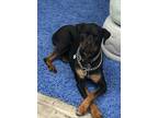 Adopt Athena a Black - with Tan, Yellow or Fawn Rottweiler / Mixed dog in