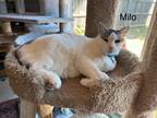 Adopt Milo a Gray or Blue (Mostly) American Shorthair / Mixed (medium coat) cat