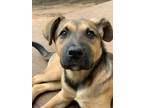 Adopt Fergus a Tan/Yellow/Fawn Labrador Retriever / Shepherd (Unknown Type) dog