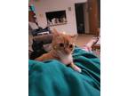Adopt Halo a Orange or Red Domestic Shorthair / Mixed (short coat) cat in