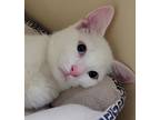 Adopt Yeti a White Domestic Shorthair (short coat) cat in Tioga, PA (41372381)