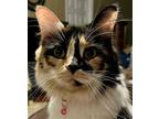 Adopt Lady a Calico or Dilute Calico Calico / Mixed (long coat) cat in Arden