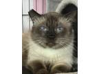 Adopt BonBon a Brown or Chocolate (Mostly) Siamese (medium coat) cat in