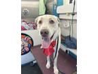 Adopt Henry a Tan/Yellow/Fawn Labrador Retriever / Mixed dog in Tampa
