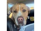 Adopt Loki a Tan/Yellow/Fawn - with White American Pit Bull Terrier / Mixed