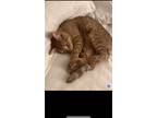 Adopt Tallulah a Orange or Red Tabby Tabby / Mixed (short coat) cat in Vista