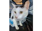 Adopt Max a White Domestic Shorthair / Mixed cat in Modesto, CA (41369029)