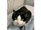 Adopt Squeaky a All Black Domestic Shorthair / Domestic Shorthair / Mixed cat in