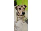 Adopt Lloyd a Tan/Yellow/Fawn Hound (Unknown Type) / Mixed dog in Green Cove