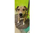 Adopt Harry a Brown/Chocolate Hound (Unknown Type) / Mixed Breed (Medium) /