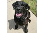 Adopt Bubba a Black Mastiff / Mixed Breed (Medium) / Mixed (short coat) dog in