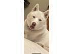 Adopt Lone Angel a White Husky / Mixed dog in Converse, TX (41372273)