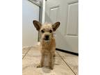 Adopt Woodie a Tan/Yellow/Fawn Terrier (Unknown Type, Medium) / Mixed Breed