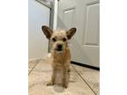 Adopt Woodie a Tan/Yellow/Fawn Terrier (Unknown Type, Small) / Mixed dog in