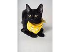 Adopt 24-474C a All Black Domestic Shorthair / Domestic Shorthair / Mixed cat in