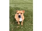 Adopt Hooligan Hound a Brown/Chocolate American Pit Bull Terrier / Mixed dog in