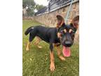 Adopt Paws Malone a Black German Shepherd Dog / Mixed Breed (Medium) / Mixed