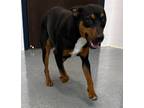 Adopt Jandy a Miniature Pinscher / Mixed dog in Portland, IN (41371092)