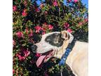Adopt Fiona a Akita / Mixed dog in Newnan, GA (39336468)