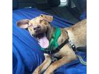 Adopt Banjo a Red/Golden/Orange/Chestnut Hound (Unknown Type) / Mixed dog in San
