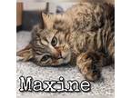 Adopt Maxine a Brown Tabby Domestic Longhair / Mixed Breed (Medium) / Mixed