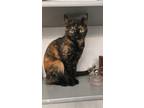 Adopt Maggie a Tortoiseshell Domestic Shorthair / Mixed (short coat) cat in