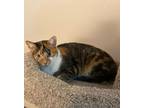 Adopt Debbie Gibson a Calico or Dilute Calico Domestic Shorthair (short coat)