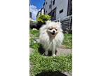 Adopt Sugar a White Pomeranian / Mixed dog in Toronto, ON (41372190)