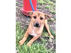 Adopt Jamboree a Tan/Yellow/Fawn Mountain Cur / Mixed dog in West Chicago