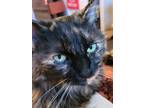 Adopt FRECKLES a Tortoiseshell Domestic Mediumhair (medium coat) cat in Tucson