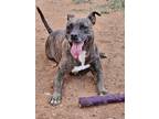 Adopt Caroline a Brindle American Pit Bull Terrier / Mixed dog in Sierra Vista