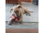 Adopt Charlie a Tan/Yellow/Fawn German Shepherd Dog / Labrador Retriever / Mixed