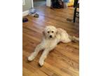 Adopt Minnie a Tan/Yellow/Fawn Labradoodle / Mixed dog in White, GA (41372195)