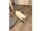 Adopt Romeo a White Cymric (long coat) cat in Sugar Land, TX (41326298)