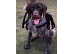 Adopt Boomer a Black - with White German Shorthaired Pointer / Mixed dog in