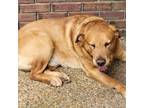 Adopt Riggs a Tan/Yellow/Fawn Labrador Retriever / Mixed dog in Brandon