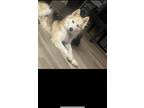 Adopt Ash a Tan/Yellow/Fawn - with White Husky / Mixed dog in Riverside