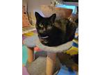 Adopt Bowie a All Black Domestic Shorthair / Mixed (short coat) cat in Bay City