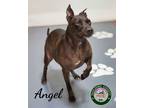 Adopt 24-01-0334b Angel a Pit Bull Terrier / Mixed dog in Dallas, GA (40655076)