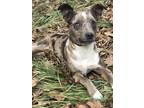 Adopt Luna a Brown/Chocolate - with Black Catahoula Leopard Dog / Australian