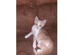 Adopt Lil kitty a Tan or Fawn (Mostly) Domestic Shorthair / Mixed (short coat)