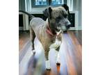 Adopt Jenni a Brown/Chocolate Mixed Breed (Large) / Mixed dog in Gary