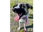 Adopt Habibi a Brindle Anatolian Shepherd / Mixed Breed (Medium) / Mixed (short