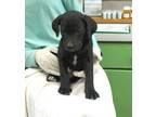 Adopt Daphne a Black Labrador Retriever / Mixed Breed (Medium) / Mixed (short