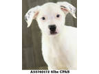 Adopt Skar a White Mixed Breed (Medium) / Mixed dog in Shreveport, LA (41372060)